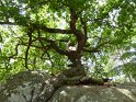 2018-05-24 14-43-15  Rando Fontainebleau FGn